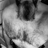 bearded_bod
