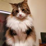 freyjathecat