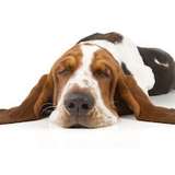 thehounde