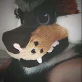 aleccoyote
